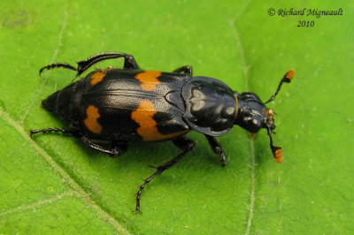 Carrion Beetle - Nicrophorus orbicollis  m10