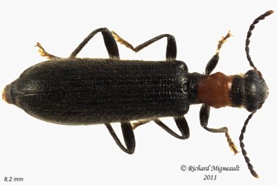 Checkered Beetle - Cymatodera bicolor 1 m11