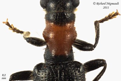 Checkered Beetle - Cymatodera bicolor 2 m11