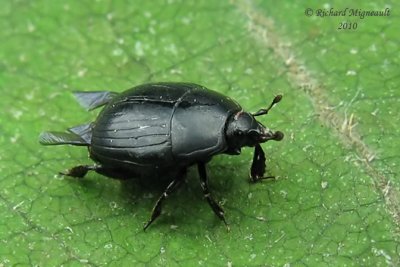 Clown beetle - Margarinotus faedatus LeConte 1 m10