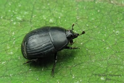 Clown beetle - Margarinotus faedatus LeConte 2 m10
