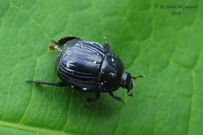 Clown beetle - Margarinotus faedatus LeConte 3 m10