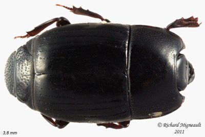 Clown Beetle - Platysoma leconti 1 m11