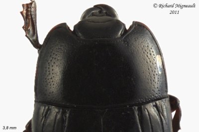 Clown Beetle - Platysoma leconti 2 m11