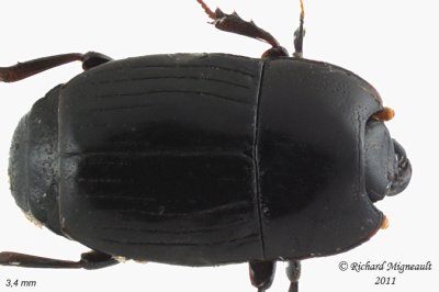 Clown Beetle - Platysoma leconti 3 m11