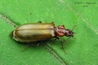 Dead Log Beetles