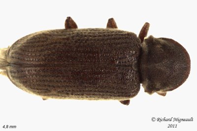 Death-watch Beetle - Priobium sericeum 1 m11