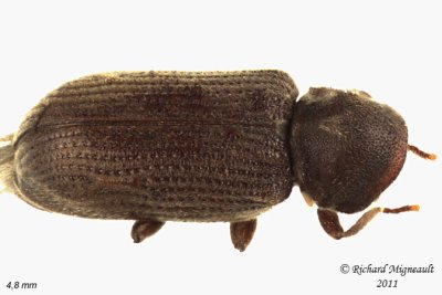 Death-watch Beetle - Priobium sericeum 2 m11