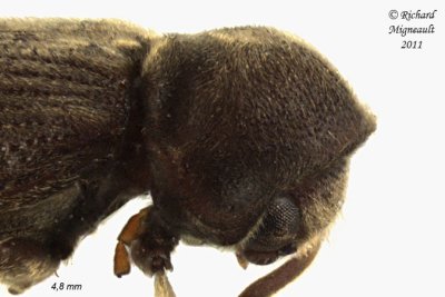 Death-watch Beetle - Priobium sericeum 3 m11