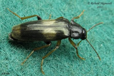 False Darkling Beetle - Emmesa connectens 1 m11
