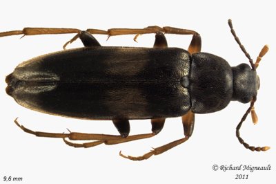 False Darkling Beetle - Emmesa connectens 2 m11