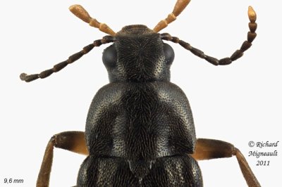 False Darkling Beetle - Emmesa connectens 3 m11