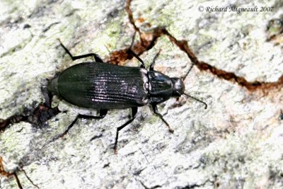 False Darkling Beetle - Melandrya striata m7