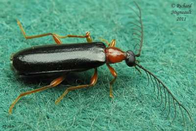 Fire-colored Beetle - Dendroides canadensis m11