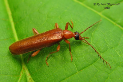 Fire-Colored Beetle - Dendroides concolor 1 m10