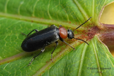 Fire-colored beetle - Pedilus canaliculatus 1 m10