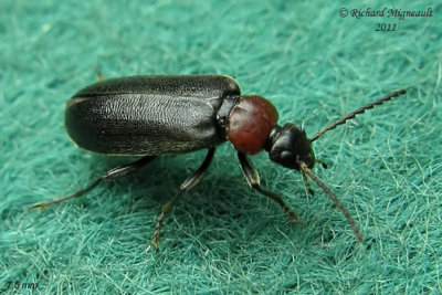 Fire-colored beetle - Pedilus canaliculatus 2 m11
