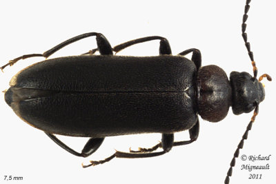 Fire-colored beetle - Pedilus canaliculatus 3 m11