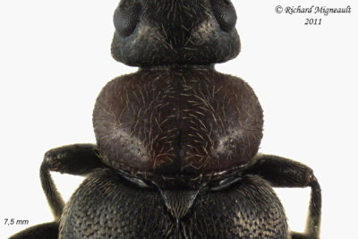 Fire-colored beetle - Pedilus canaliculatus 4 m11