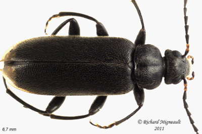 Fire-colored beetle - Pedilus canaliculatus 5 m11