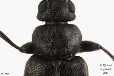Fire-colored beetle - Pedilus canaliculatus 6 m11