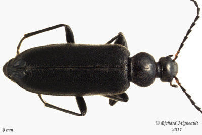 Fire-Colored Beetle - Pedilus lugubris 1 m11