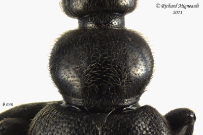 Fire-Colored Beetle - Pedilus lugubris 2 m11