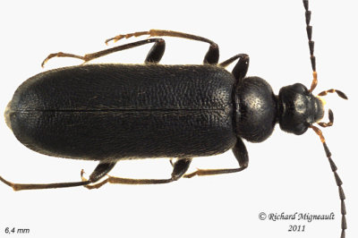 Fire-Colored Beetle - Pedilus lugubris 3 m11