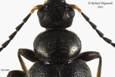 Fire-Colored Beetle - Pedilus lugubris 4 m11