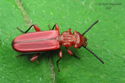 Flat Bark Beetle - Cucujus clavipes 1 m10
