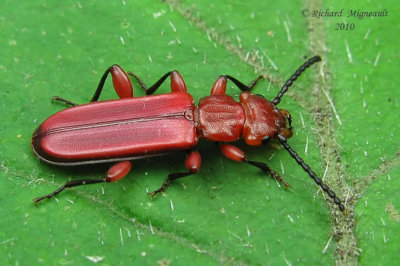Flat Bark Beetle - Cucujus clavipes 2 m10