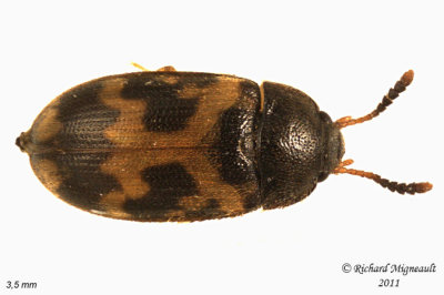 Hairy Fungus Beetle - Mycetophagus flexuosus m11