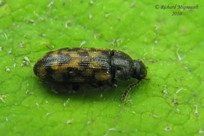Hairy Fungus Beetle - Mycetophagus pluripunctatus LeConte 1 m10