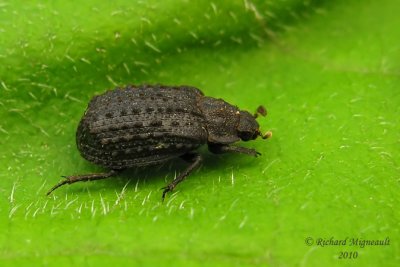 Hide Beetle - Trox variolatus 2 m10