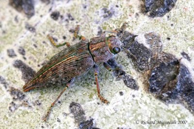 Metallic Wood Boring Beetle - Dicerca tenebrica m7