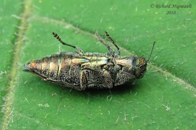 Metallic Wood-boring Beetle - Poecilonota cyanipes 1 m10