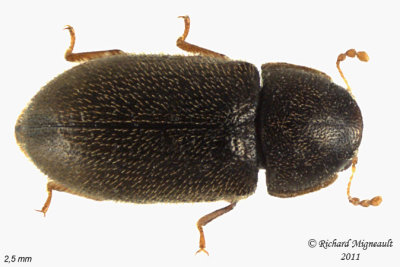 Minute Tree-fungus Beetle - Cis submicans 1 m11