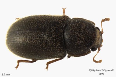 Minute Tree-fungus Beetle - Cis submicans 2 m11