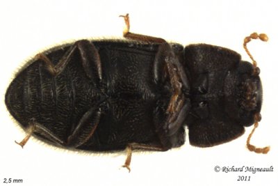 Minute Tree-fungus Beetle - Cis submicans 3 m11