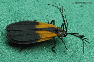 Net-winged Beetle - Caenia dimidiata m11