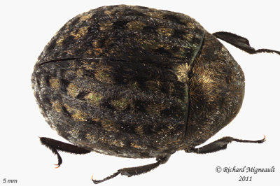 Pill Beetle - Cytilus alternatus 1 m11