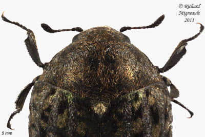 Pill Beetle - Cytilus alternatus 2 m11
