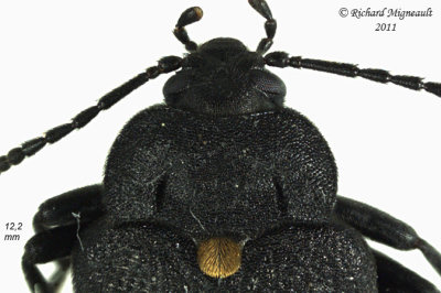 Polypore fungus beetle - Penthe obliquata 3 m11
