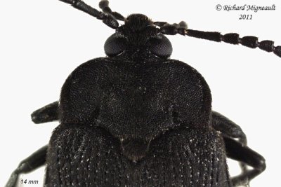 Polypore fungus beetle - Penthe pimelia 3 m11