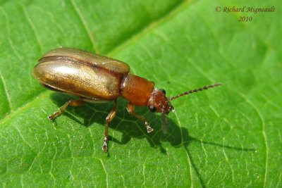 Ravenous Leaf Beetle - Orsodacne atra 1m10