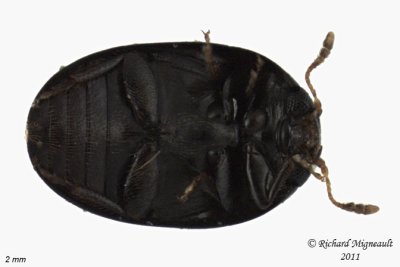 Shining Flower Beetle - Acylomus pugetanus 2 m11