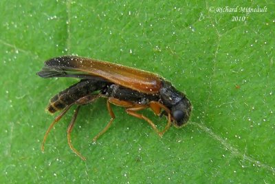 Ship Timber Beetle - Elateroides lugubris 1 m10