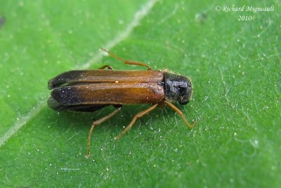 Ship Timber Beetle - Elateroides lugubris 2 m10