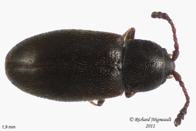 Silken Fungus Beetle - Atomaria atrata 1 m11