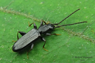 Silvanid Flat Bark Beetle - Dendrophagus cygnaei m10